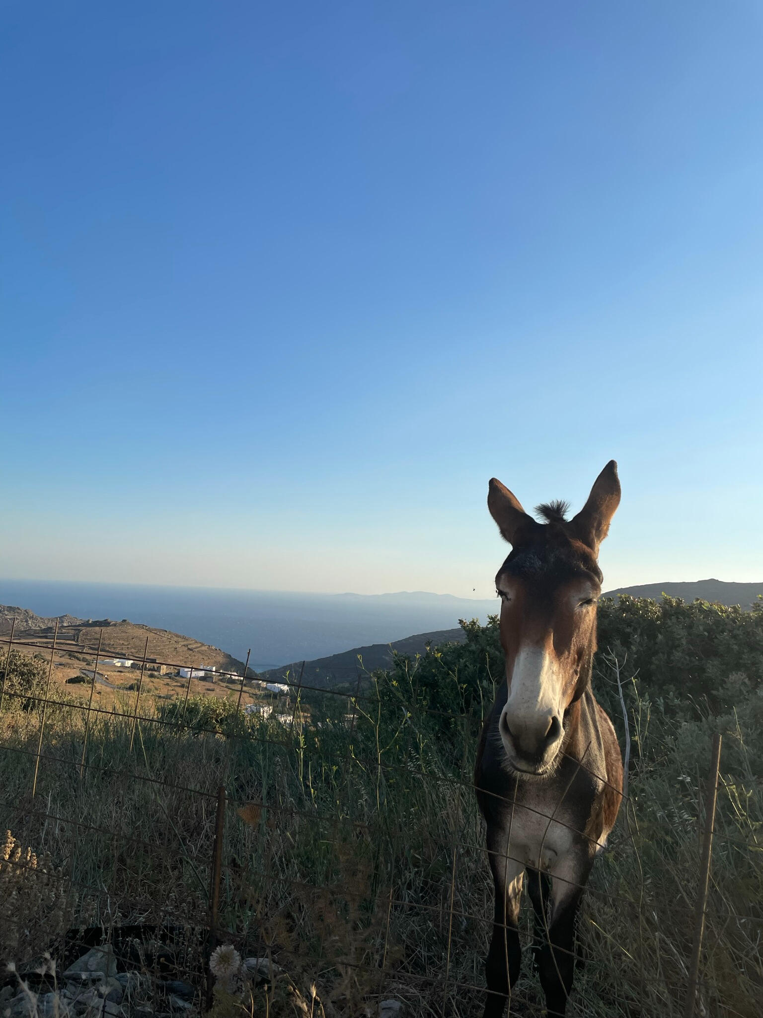 "A friendly donkey stands on a hillside in Tinos, Greece, with panoramic views of the Aegean Sea. A charming encounter showcasing the island’s rural beauty and traditions."